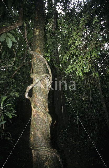 Wurgvijg (Ficus aurea)