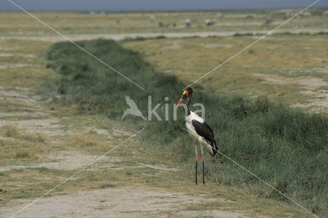 Zadelbekooievaar (Ephippiorhynchus senegalensis)