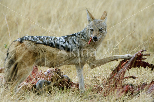 Zadeljakhals (Canis mesomelas)