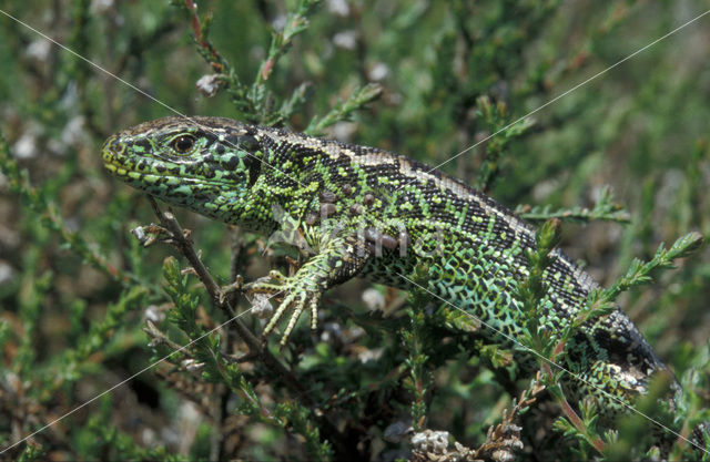 Zandhagedis (Lacerta agilis)