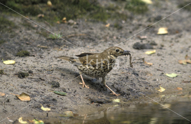 Zanglijster (Turdus philomelos)