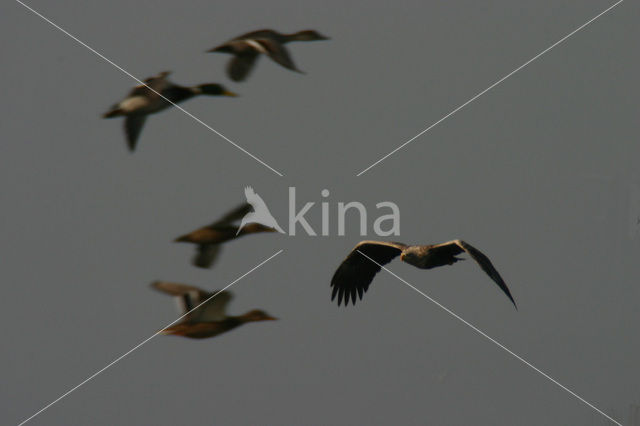 Zeearend (Haliaeetus albicilla)