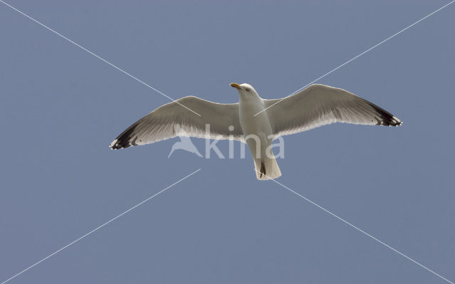 Zilvermeeuw (Larus argentatus)