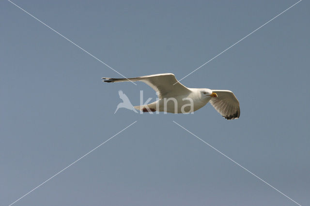 Zilvermeeuw (Larus argentatus)