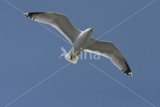 Zilvermeeuw (Larus argentatus)