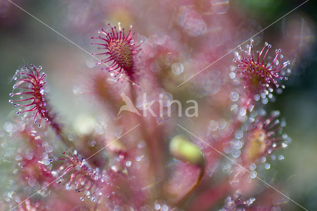 Zonnedauw (Drosera spec.)