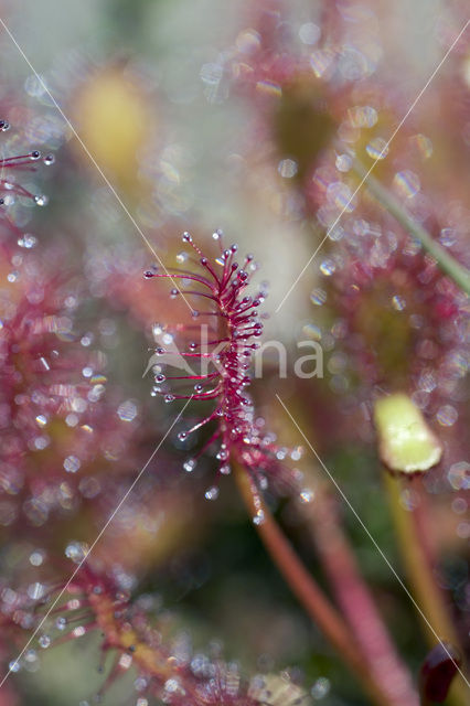 Zonnedauw (Drosera spec.)