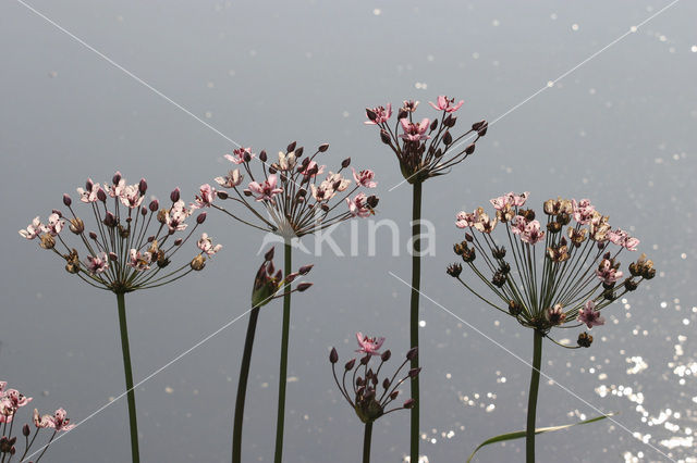 Zwanenbloem (Butomus umbellatus)