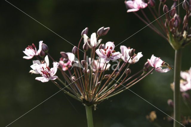 Flowering-rush (Butomus umbellatus)