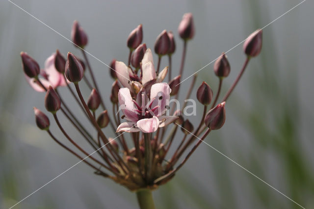 Zwanenbloem (Butomus umbellatus)