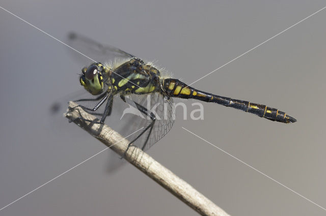 Zwarte heidelibel (Sympetrum danae)