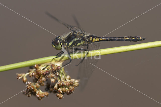 Zwarte heidelibel (Sympetrum danae)