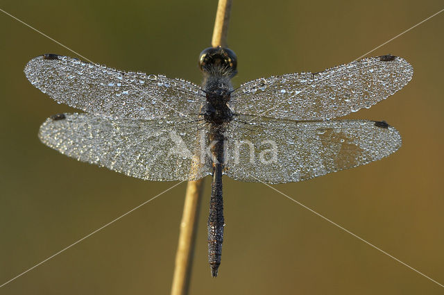 Zwarte heidelibel (Sympetrum danae)