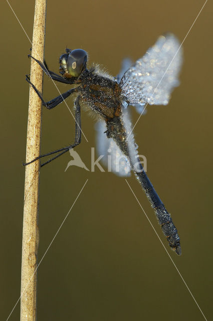 Zwarte heidelibel (Sympetrum danae)