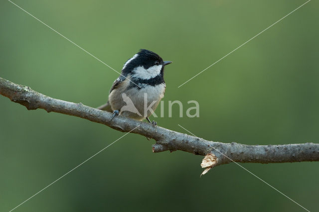 Zwarte Mees (Parus ater)