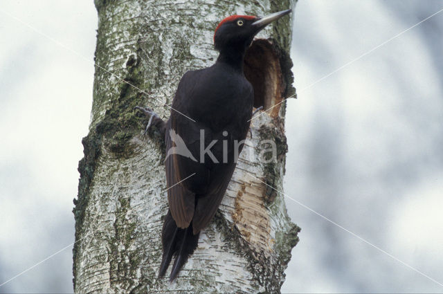 Zwarte Specht (Dryocopus martius)