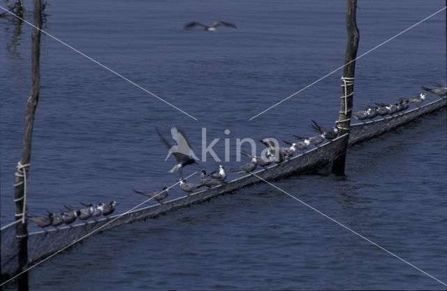 Black Tern (Chlidonias niger)