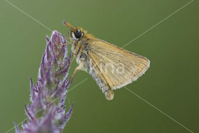 european skipper (Thymelicus lineola)