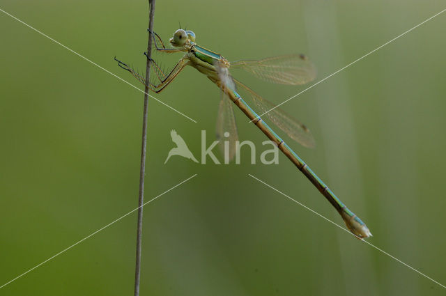 Zwervende pantserjuffer (Lestes barbarus)