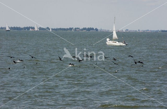 Aalscholver (Phalacrocorax carbo)