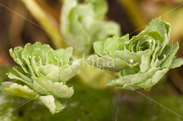 Akelei (Aquilegia sp)