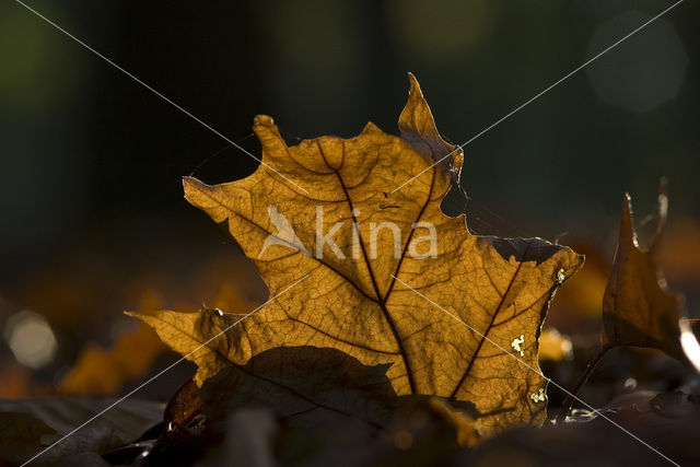 Amerikaanse eik (Quercus rubra)