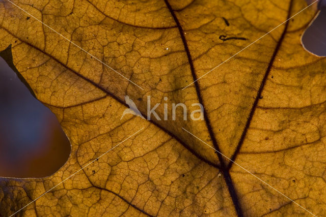 Amerikaanse eik (Quercus rubra)