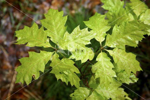 Amerikaanse eik (Quercus rubra)