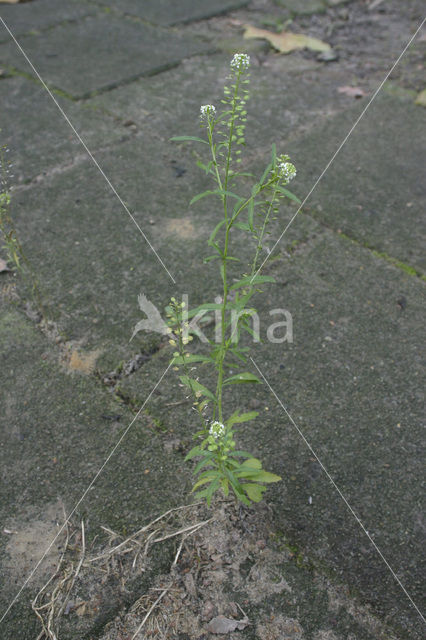 Amerikaanse kruidkers (Lepidium virginicum)