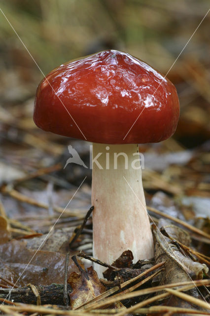 Appelrussula (Russula paludosa)