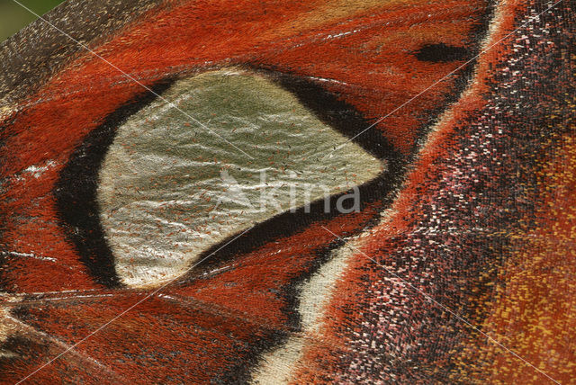 Atlasvlinder (Attacus atlas)