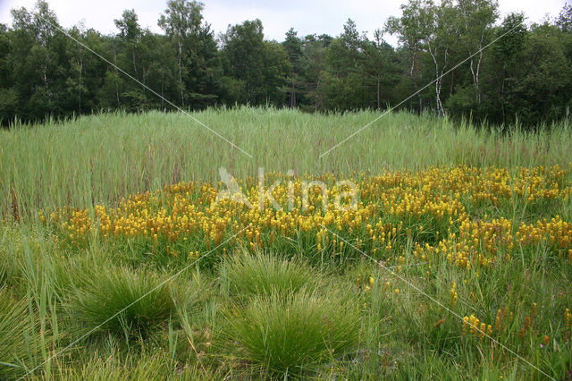 Bog Asphodel (Narthecium ossifragum)