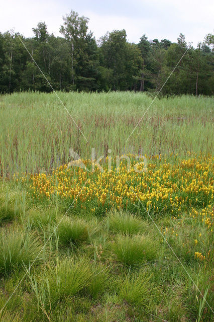 Bog Asphodel (Narthecium ossifragum)