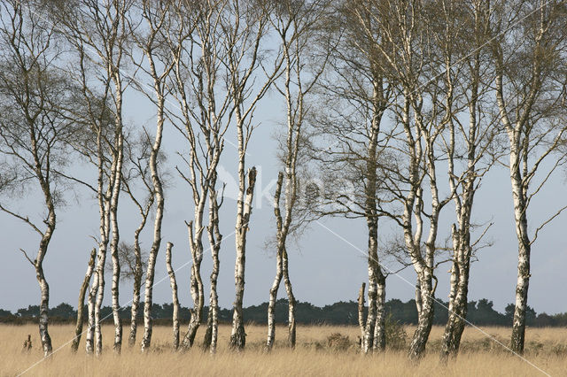 Berk (Betula)