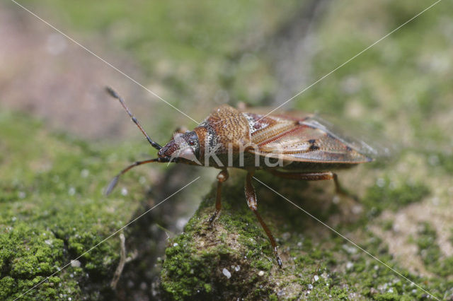 Berkenwants (Kleidocerys resedae)