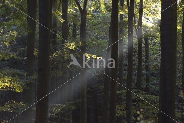 Beech (Fagus sylvatica)