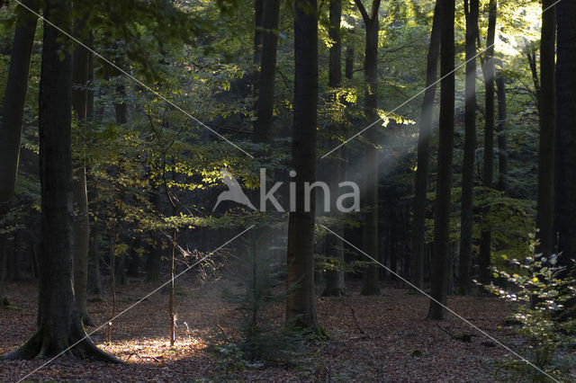 Beuk (Fagus sylvatica)