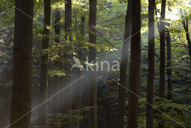 Beech (Fagus sylvatica)