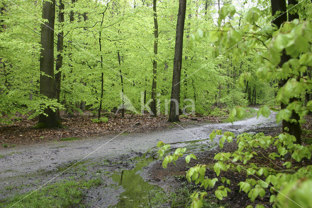 Beech (Fagus spec.)