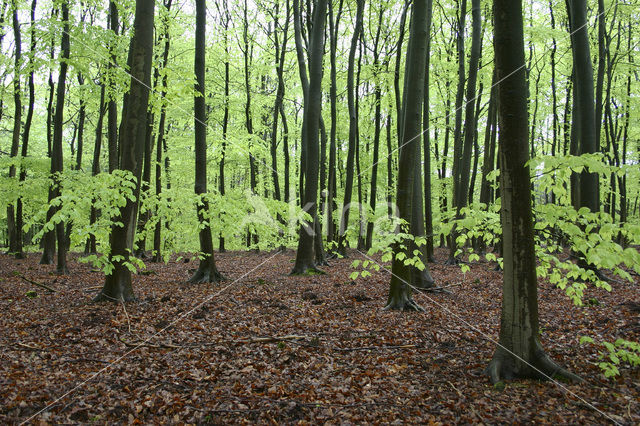 Beech (Fagus spec.)