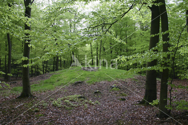 Beech (Fagus sylvatica)