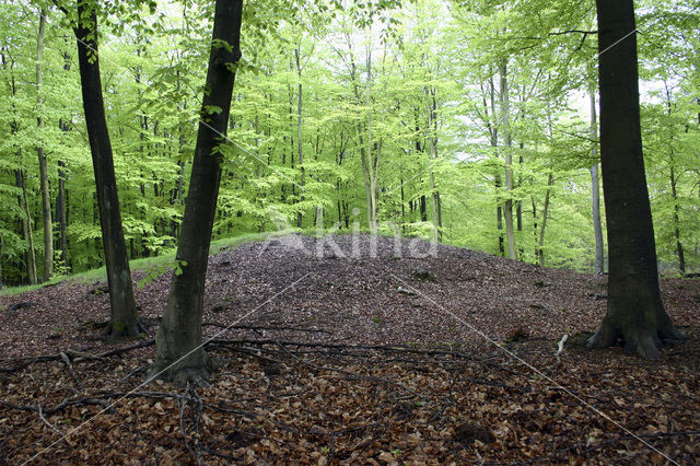 Beech (Fagus sylvatica)