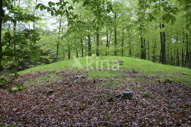 Beuk (Fagus sylvatica)