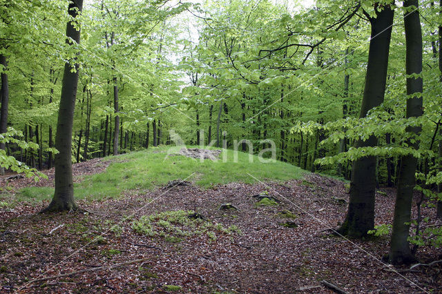 Beech (Fagus sylvatica)