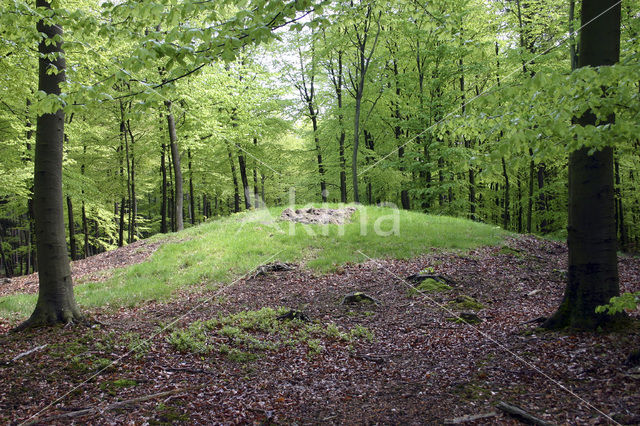 Beuk (Fagus sylvatica)