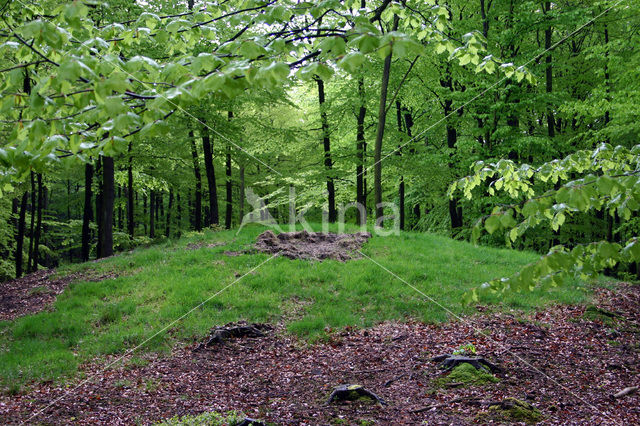 Beech (Fagus sylvatica)