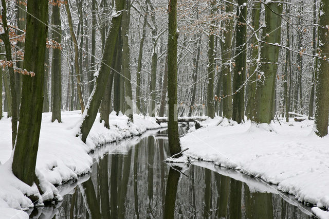 Beech (Fagus spec.)