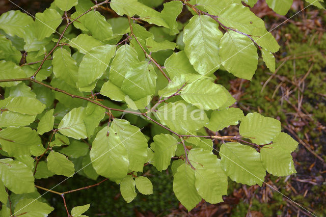 Beuk (Fagus spec.)