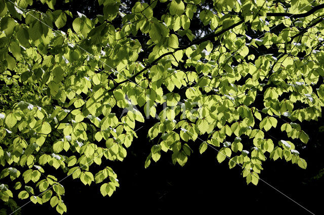 Beuk (Fagus spec.)