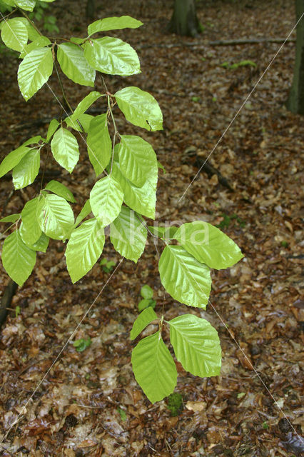 Beuk (Fagus spec.)